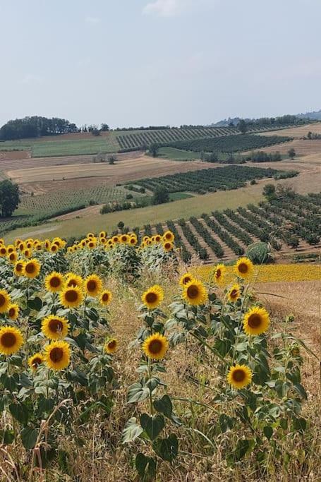 Ca' San Lorenzo - Villa panoramica con piscina - Vignale Monferrato