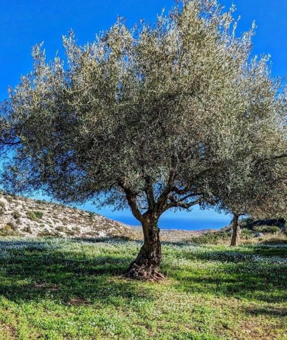 Cottage Sant Elia - Country Retreat